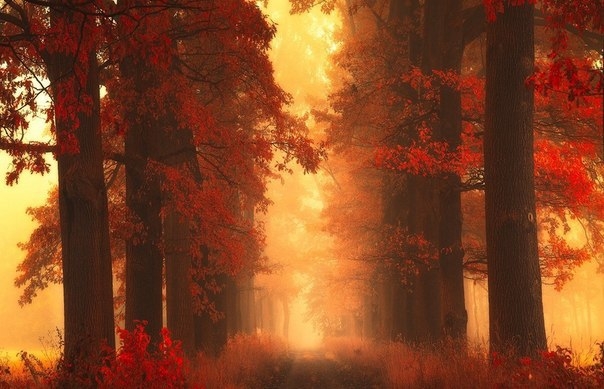 Магия осеннего леса в фотографиях Янека Седлара