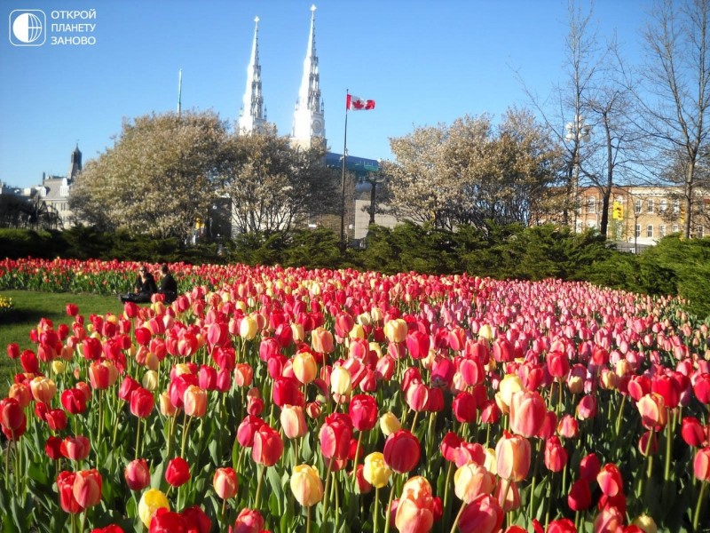Крупнейший фестиваль тюльпанов в мире - в Канаде