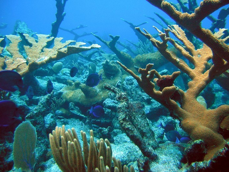 Коралловый риф 8