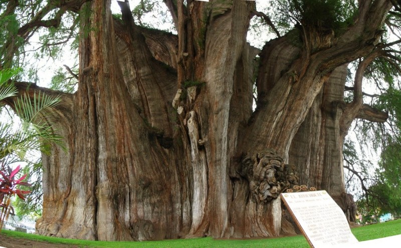 Вечнозеленое дерево Туле