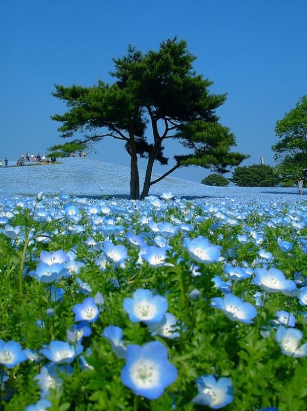 Национальный парк Хитачи, Япония