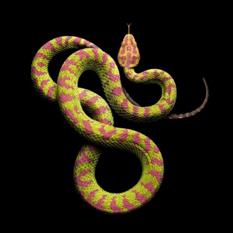 Проект Serpentine Марка Лайта Проект Serpentine Марка Лайта