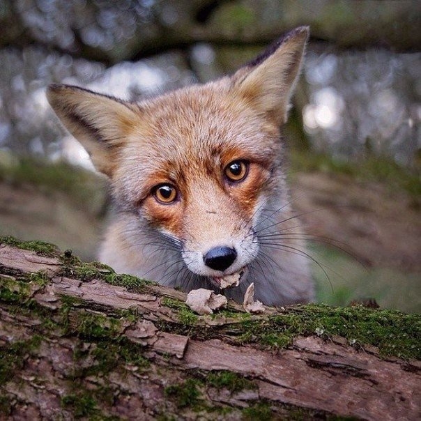 10 снимков фотографа, с которым дружат животные. 10 снимков фотографа, с которым дружат животные.