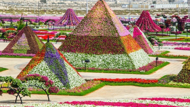 Dubai Miracle Garden: чудо-сад на песках (АОЭ)