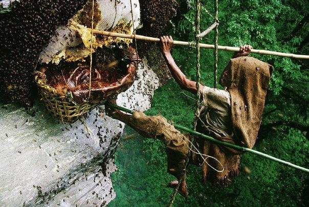 Как собирают дикий мед в Непале