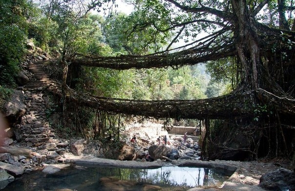 Уникальные живые мосты Черрапунджи