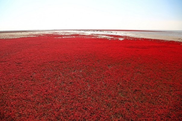 Красный пляж Паньцзинь Красный пляж Паньцзинь