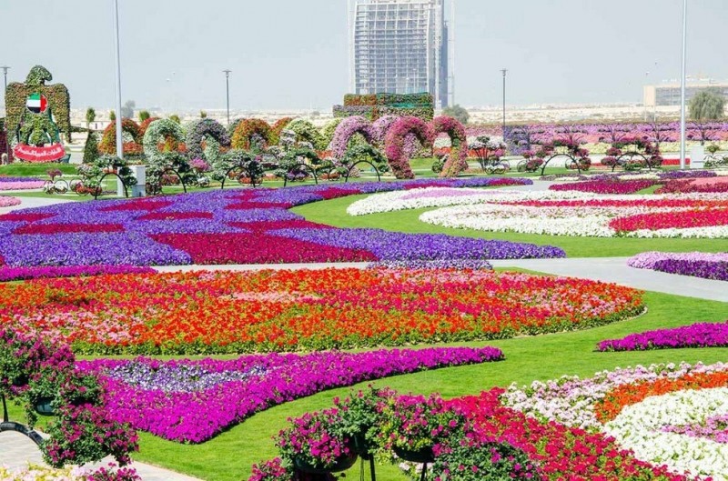 Dubai Miracle Garden: чудо-сад на песках (АОЭ)