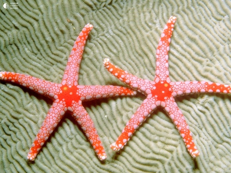 Морские звезды Морские звезды