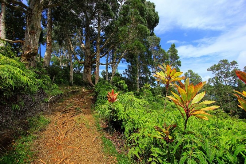 Потрясающие сады острова Мауи, Гавайский архипелаг 1