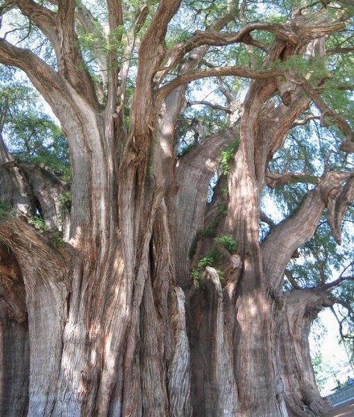 Самое толстое дерево в мире