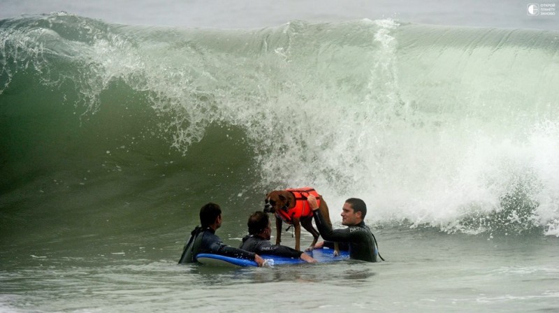 Собаки - серфингисты