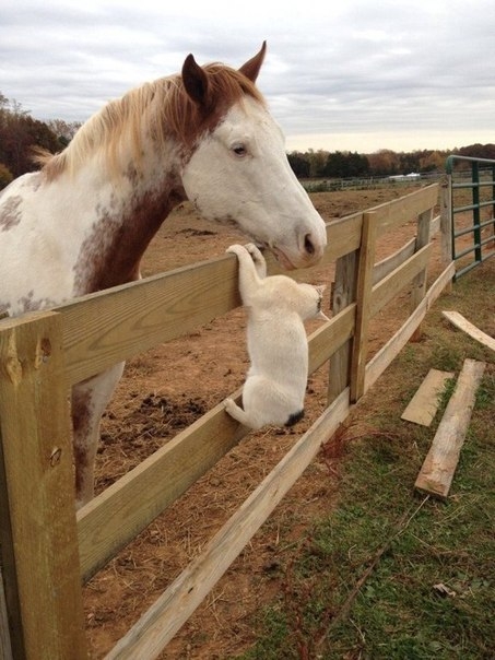 Дружба лошади и кота