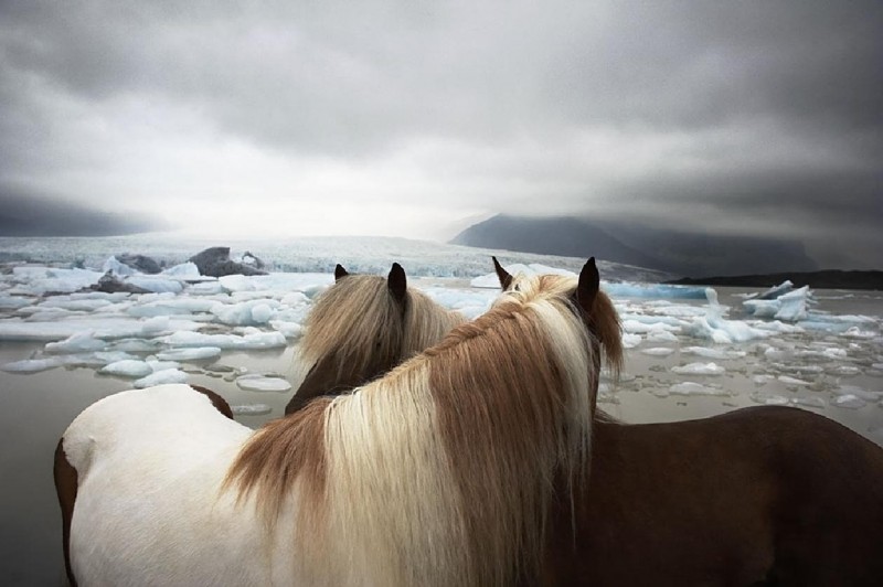 Прекрасные фотографии лошадей