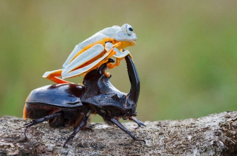 Мини-родео: лягушка оседлала жука