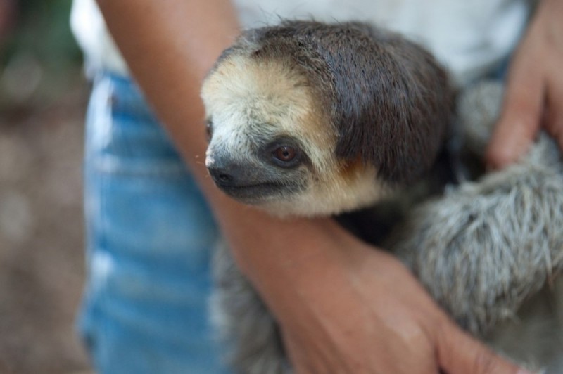 В Южной Америке живет прекрасная спасительница ленивцев