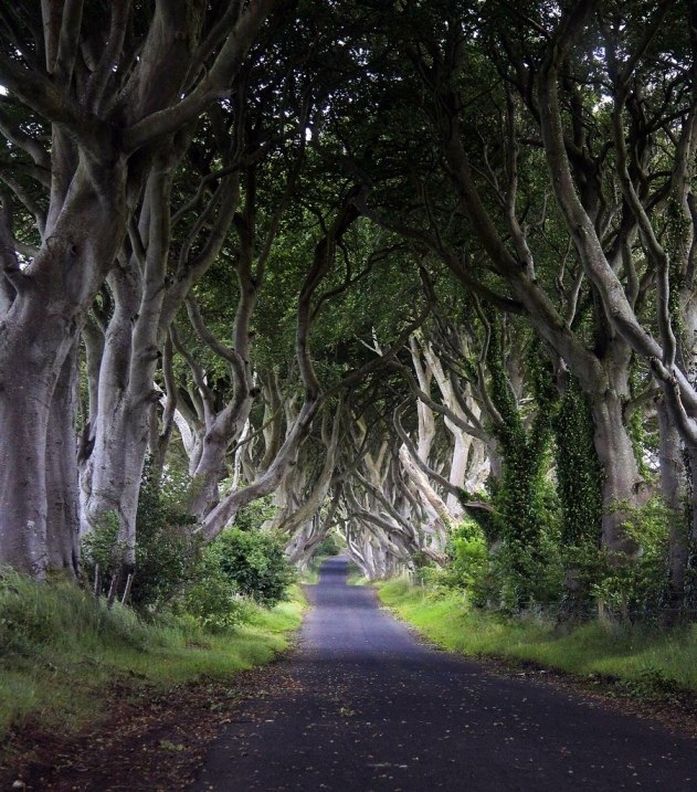 Таинственный лес, или Темная аллея в Ирландии