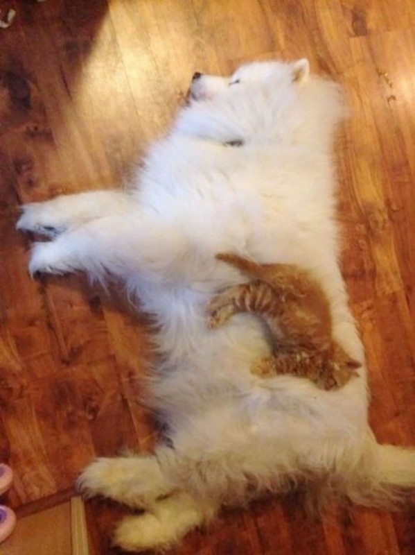 Кошки, которые используют собак, как подушки Кошки, которые используют собак, как подушки