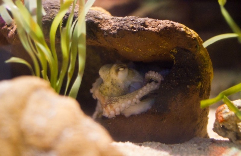 Океанариум Sea Life в Хельсинки: завораживающий морской мир