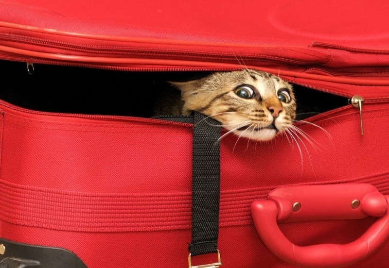 Кошки, которые не умеют играть в прятки Кошки, которые не умеют играть в прятки