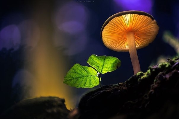 Фотографии грибов, которые погрузят вас в сказку