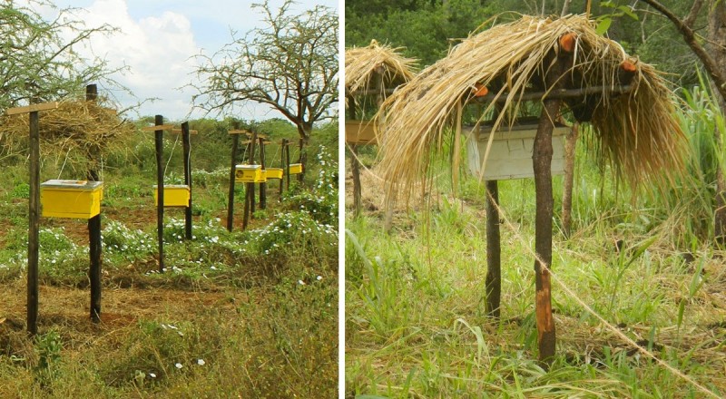 Улья с пчёлами защищают фермерские хозяйства от слонов в Восточной Африке