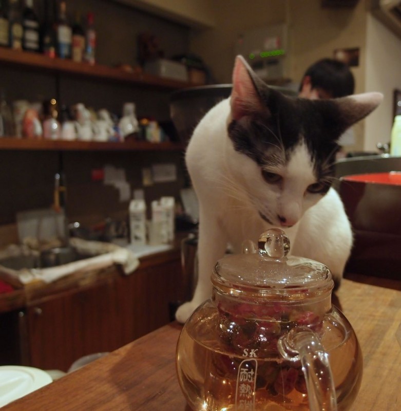 Самые необычные кошачьи кафе из разных стран мира