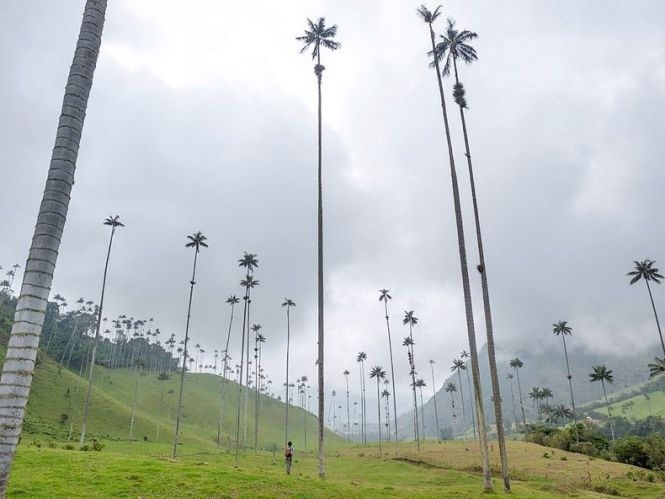 Долина самых высоких пальм - «Долина Кокора» (Valle de Cocora), Колумбия