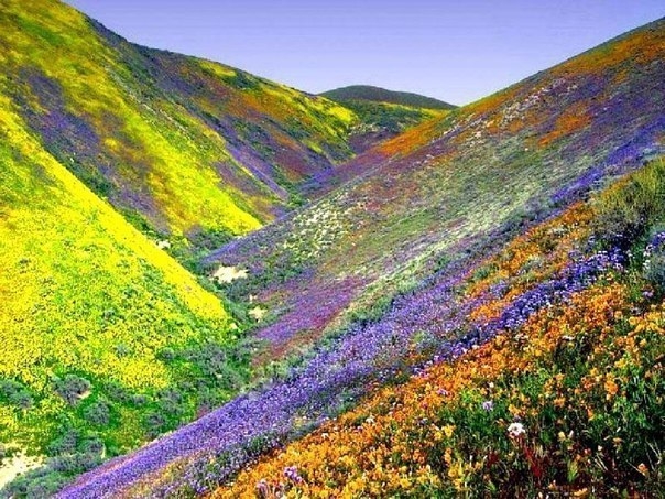 Долина цветов, Индия