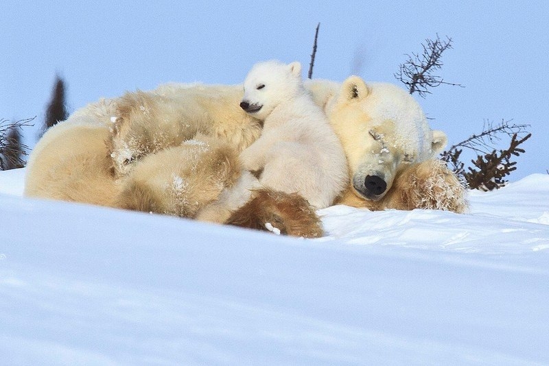 Вот так медведицы любят своих медвежат 5