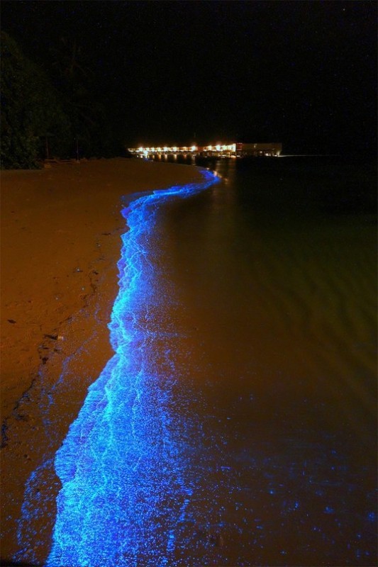Светящийся планктон -потрясающее зрелище на берегах Мальдив