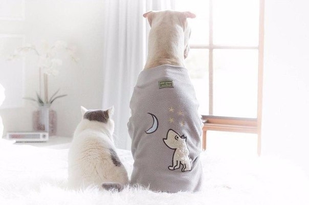 Пес Паддингтон и кот Батлер — самые фотогеничные зверята