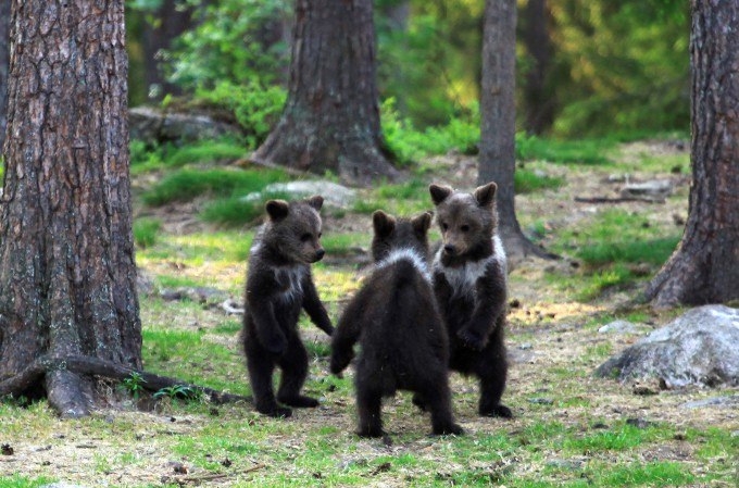 Танцующие медвежата