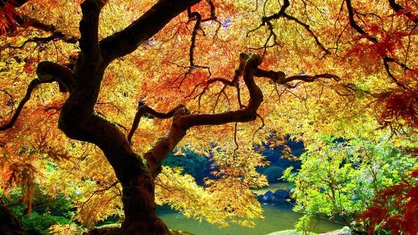 Прекрасная осень в Японии