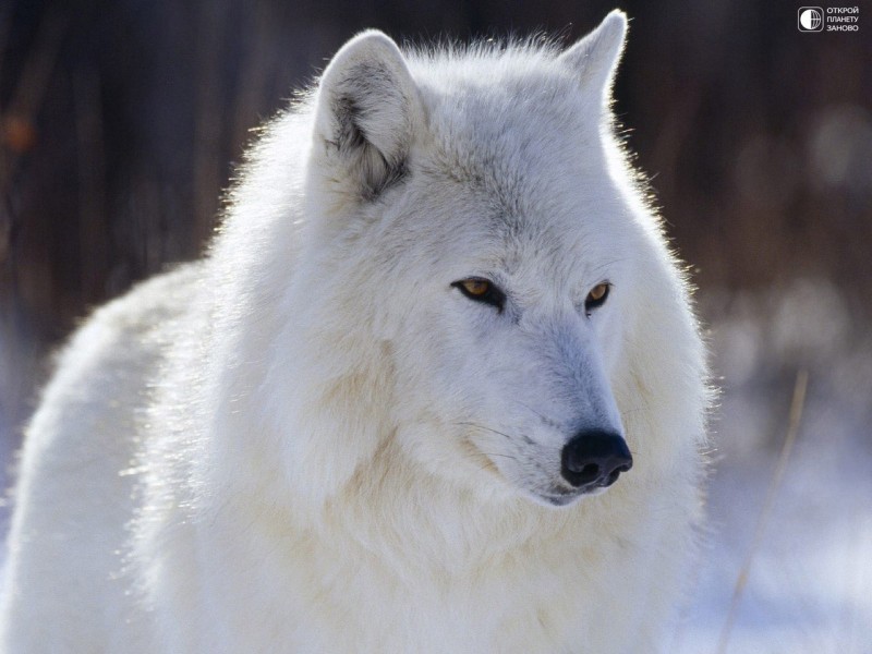 Белоснежный волк