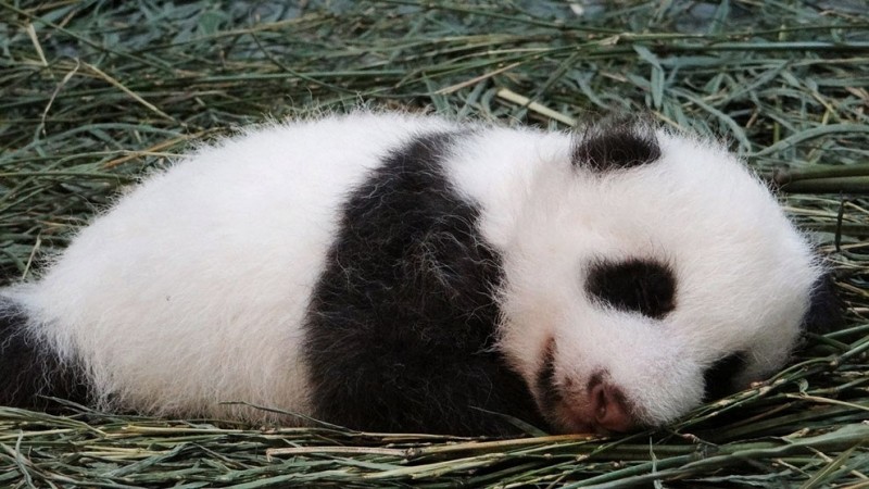 В зоопарке в Тайбэе появился новый житель — маленькая панда.