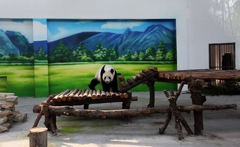 И пусть весь мир подождет: Как отдыхают панды в Китае.