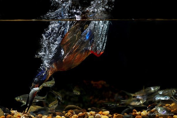 Фантастические кадры рыбалки голубого зимородка