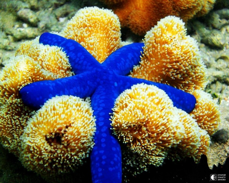 Морские звезды Морские звезды