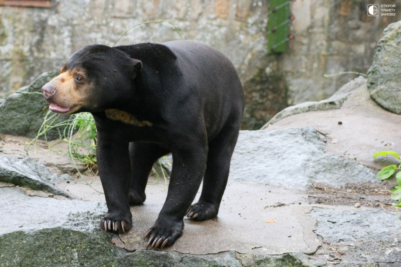 Малайский медведь или медведь-собака