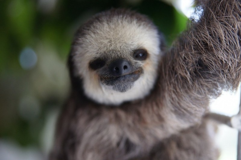 В Южной Америке живет прекрасная спасительница ленивцев
