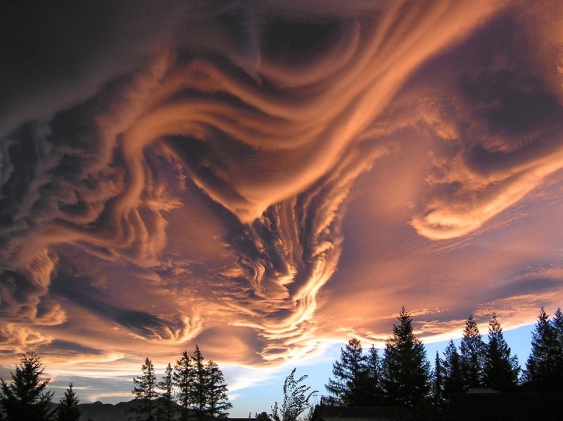 Undulatus asperatus