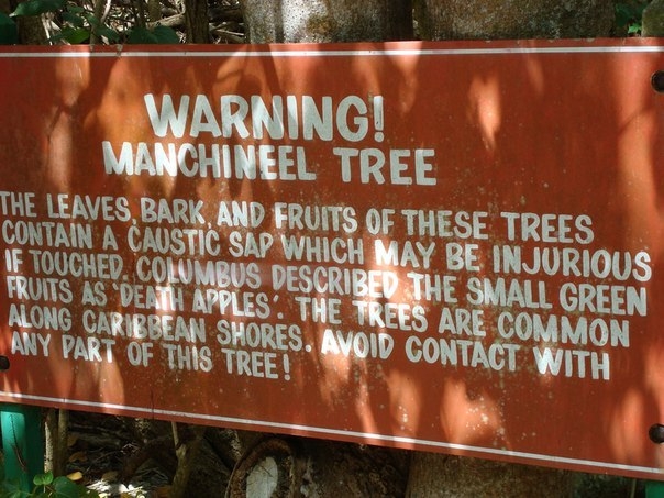 Манцинелловое дерево — самое опасное дерево в мире