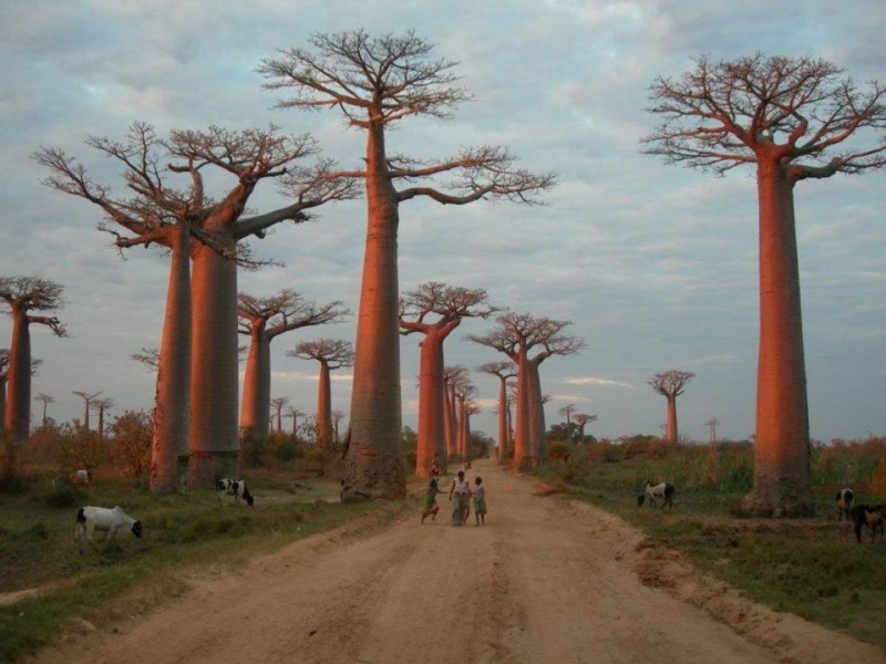 Аллея баобабов на Мадагаскаре