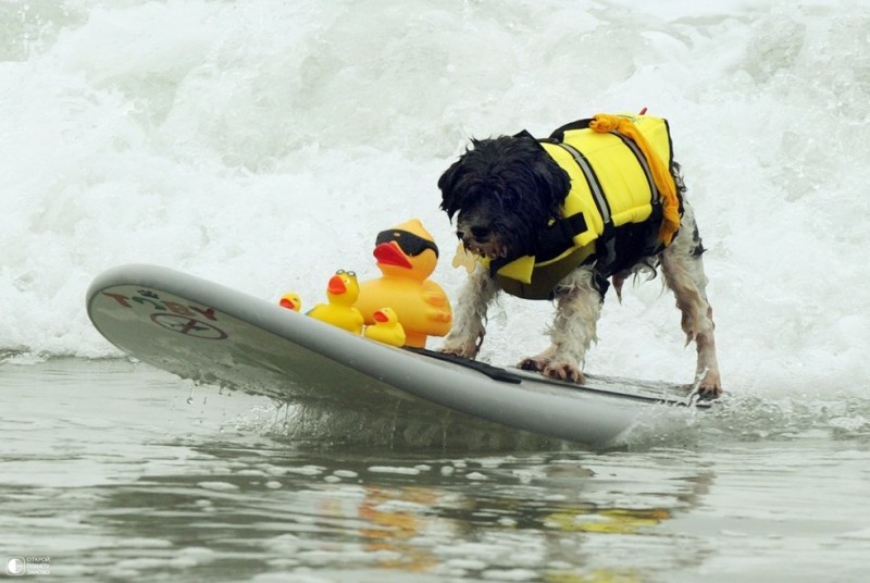 Собаки - серфингисты