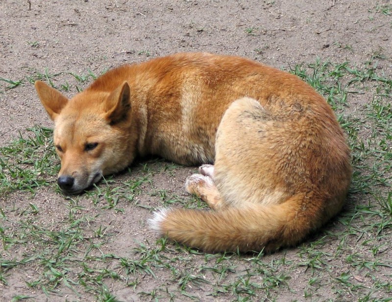 Динго Динго