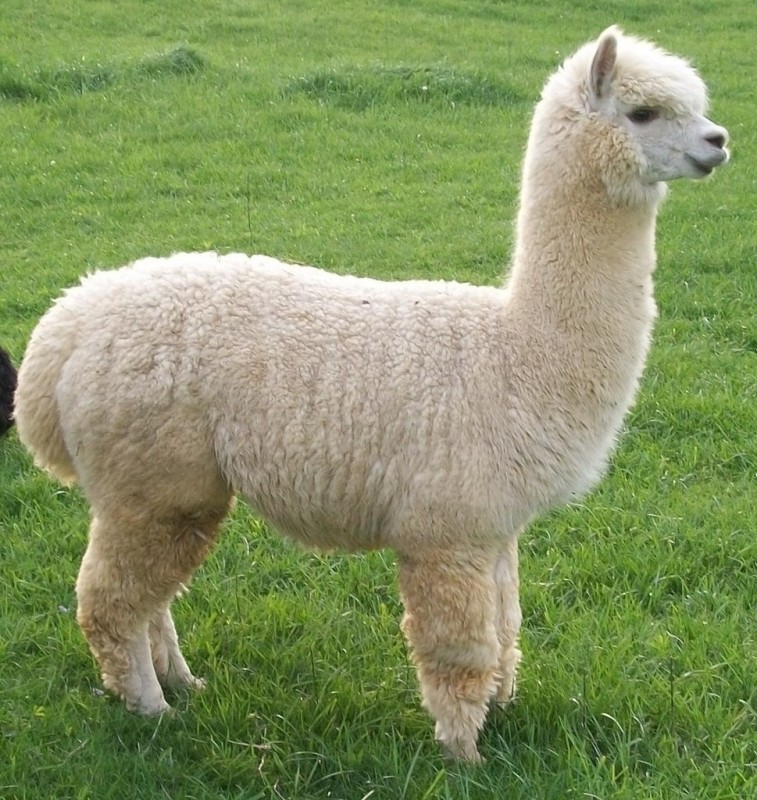 Альпака Альпака