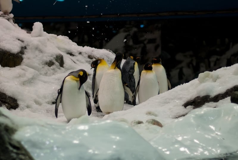 «Планета пингвинов»