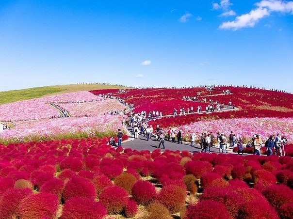 Рассветная страна цветов Hitachi Seaside Park