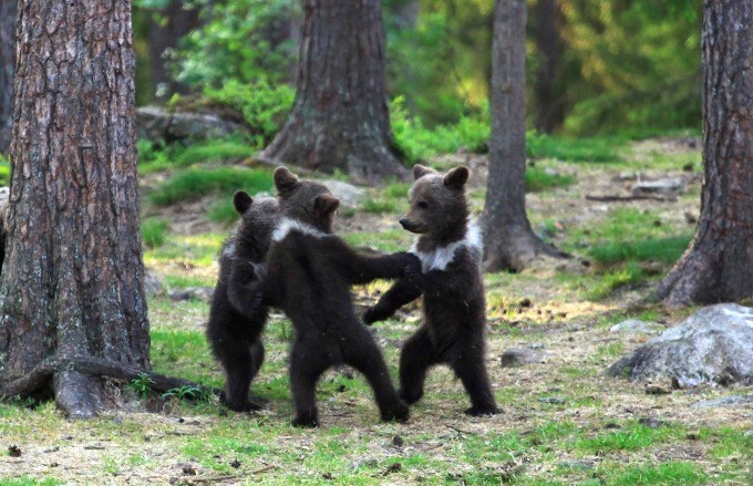 Танцующие медвежата